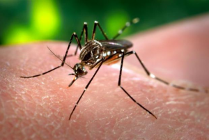 Un rapporto mette in discussione la causa della microencefalia e rimette sul tavolo l’insetticida pyriproxyfene, ampiamente usato in varie zone del Brasile per sterminare proprio le zanzare vettrici di Zika. 