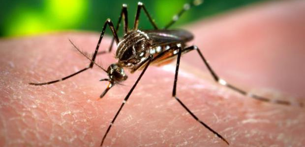 Un’ approfondimento sul virus Zica – prevenzione  senza allarmismi.
